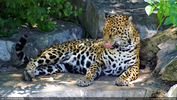 Leopard Lick