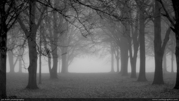 Dark Orchard